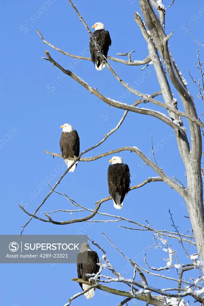 Bald Eagles perched high in tree Chilkat Bald Eagle Preserve near Haines Alaska SE Winter Inside Passage