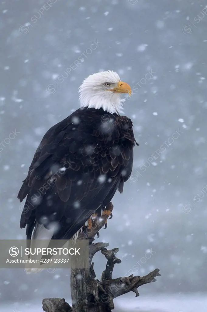 Bald Eagle Perched on Driftwood in Snowstorm AK KP Winter