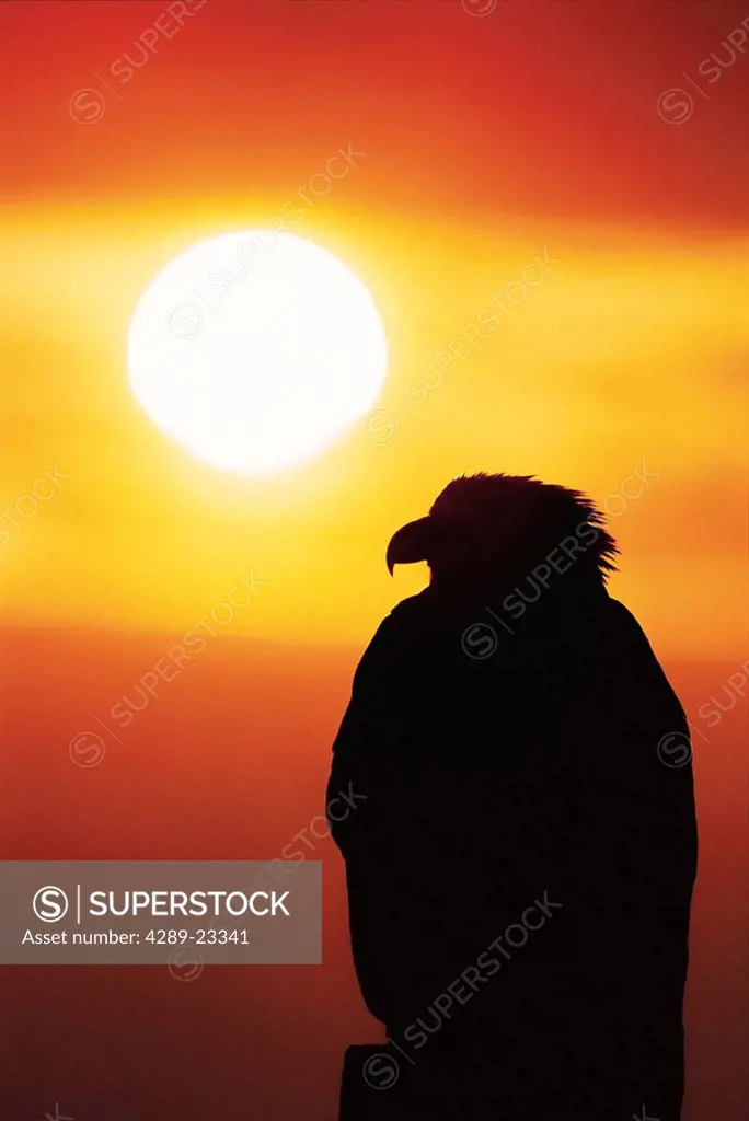 Bald Eagle perched on post silhouetted by setting sun Kenai Peninsula Homer Alaska Winter