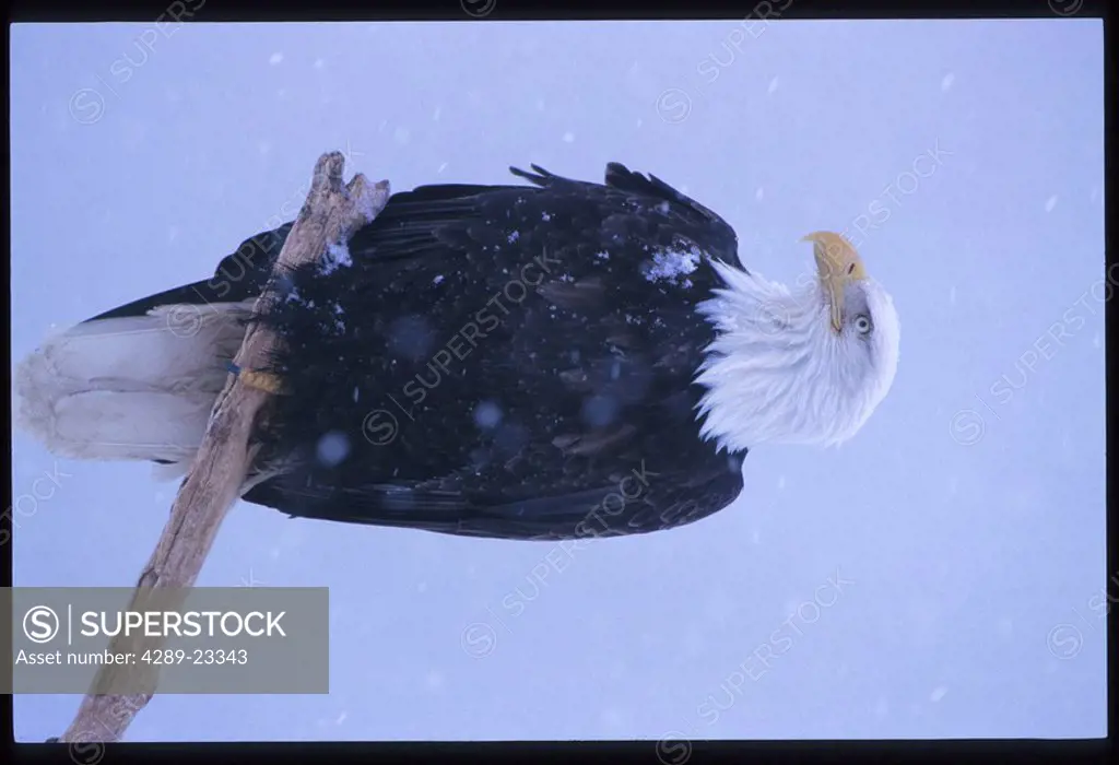 Bald Eagle on Perch in Snow Winter Homer KP AK