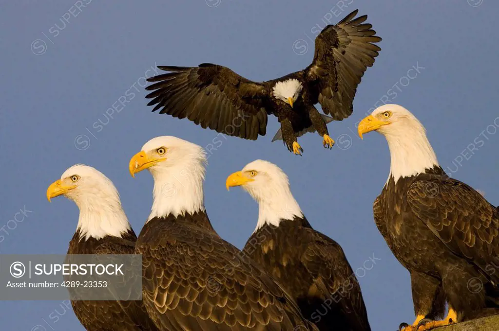 COMPOSITE of five Bald Eagles with one landing as others are perched in the foreground, Homer Spit, Alaska