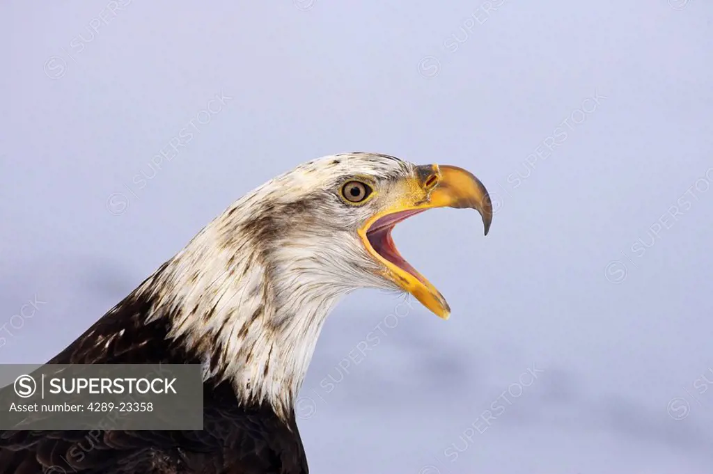 Closeup of mature Bald Eagle vocalizing Homer Spit Kenai Peninsula Kachemak Bay Alaska Winter