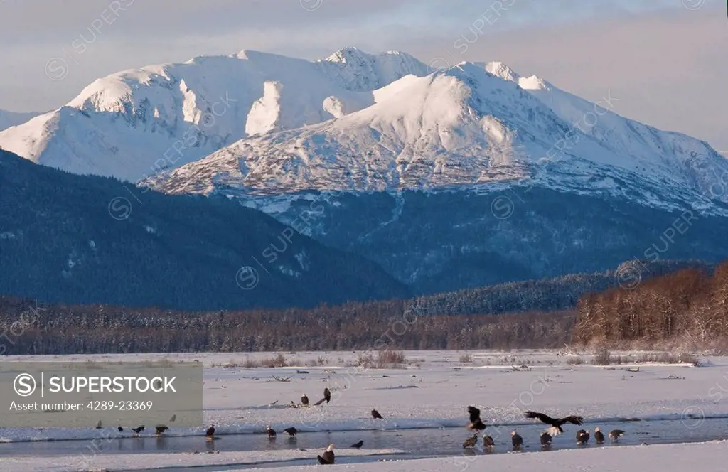 View of Bald Eagles gathered along the Chilkat River north of Haines, Southeast Alaska, Fall
