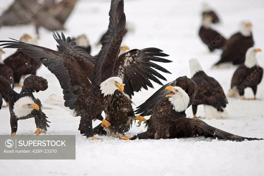 Two adult Bald Eagles Haliaeetus leucocephalus fight on the snow covered ground over a herring fish Homer Spit, Homer, Kenai Peninsula, Southcentral A...