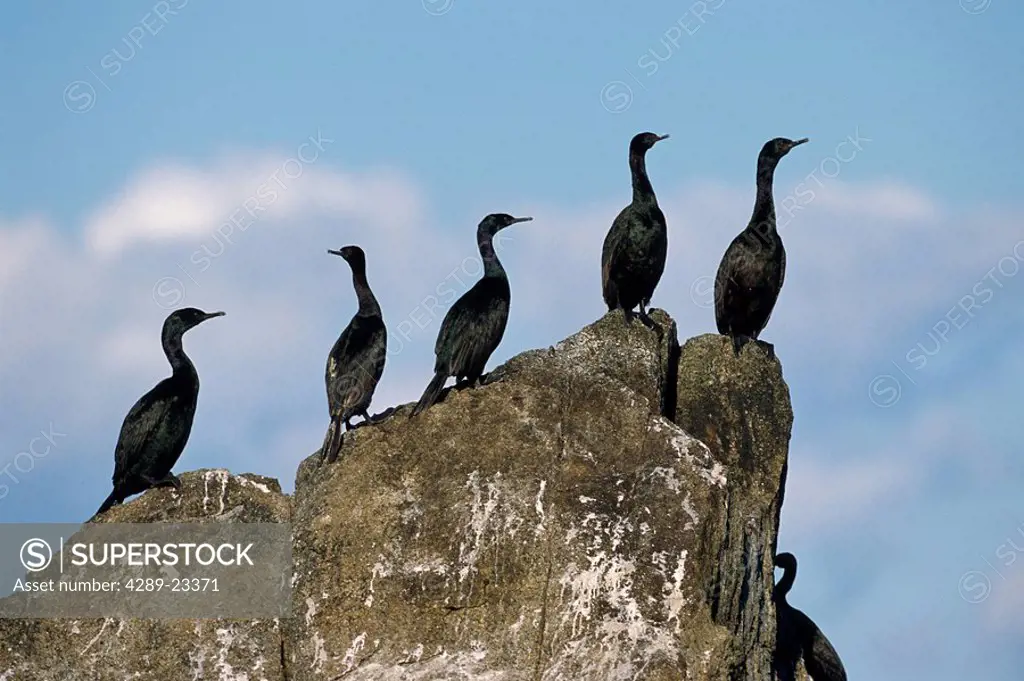 Cormorants Perched on Rock Resurrection Bay KP AK Summer Kenai Fjords NP