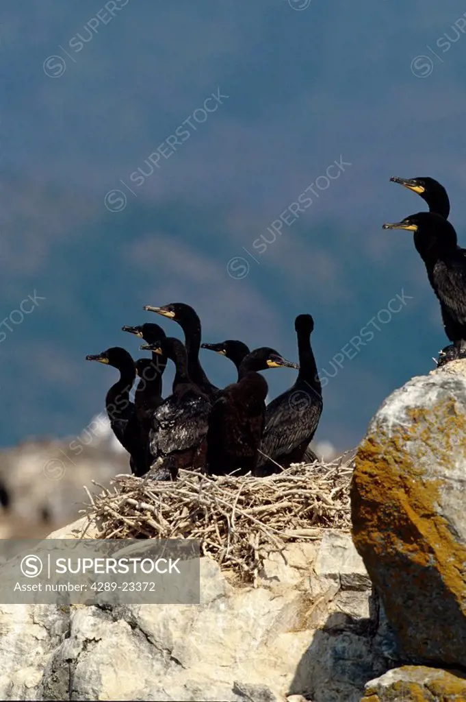 Double Crested Cormorants on Nest Skilak Lake KP AK Summer