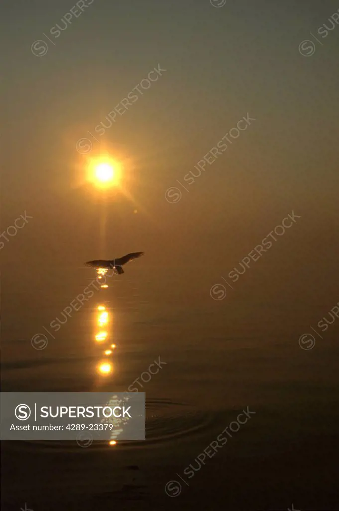 Gull Flying @ Sunset Kachemak Bay KP Alaska