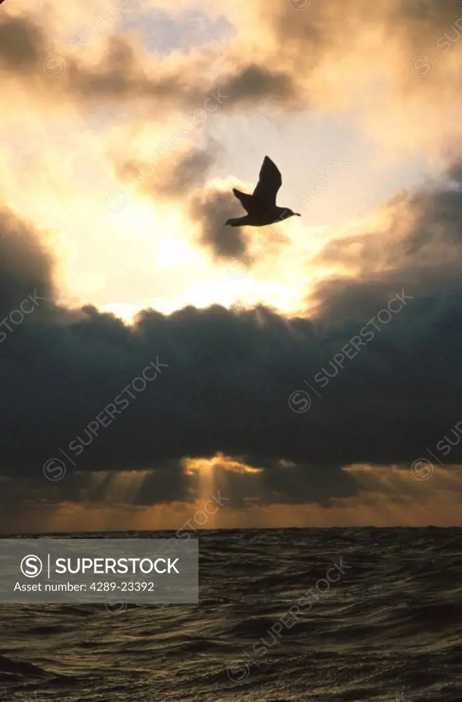 Seagull Flying @ Sunset Bering Sea Southwest AK