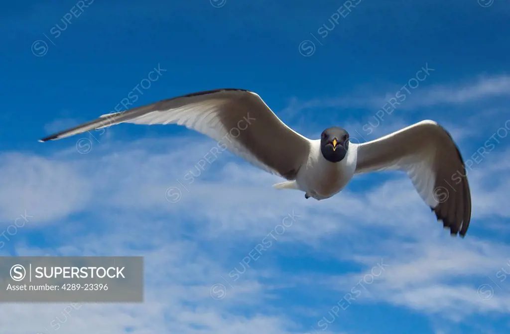 Sabine´s Gull in flight North Slope, Arctic, Alaska, Summer