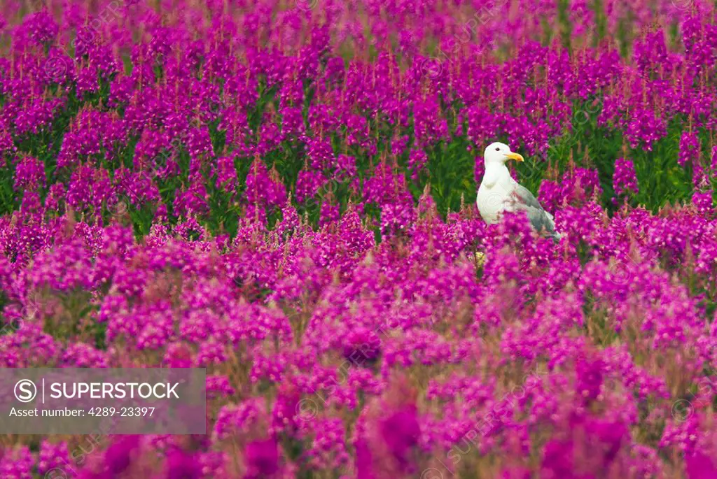 An adult Glaucous_winged Gull stands amongst a field of Fireweed on Middleton Island, Southcentral Alaska, during Summer