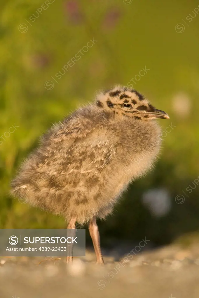 Mew Gull chick standing in green vegetation at Potter Marsh, Anchorage, Southcentral Alaska