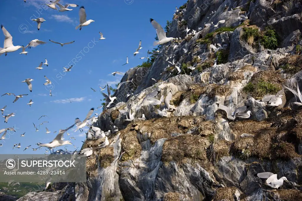 Kittiwakes returning to their rookery after being chased off their nests by a Bald Eagle, Shoup Bay State Marine Park, Southcentral Alaska