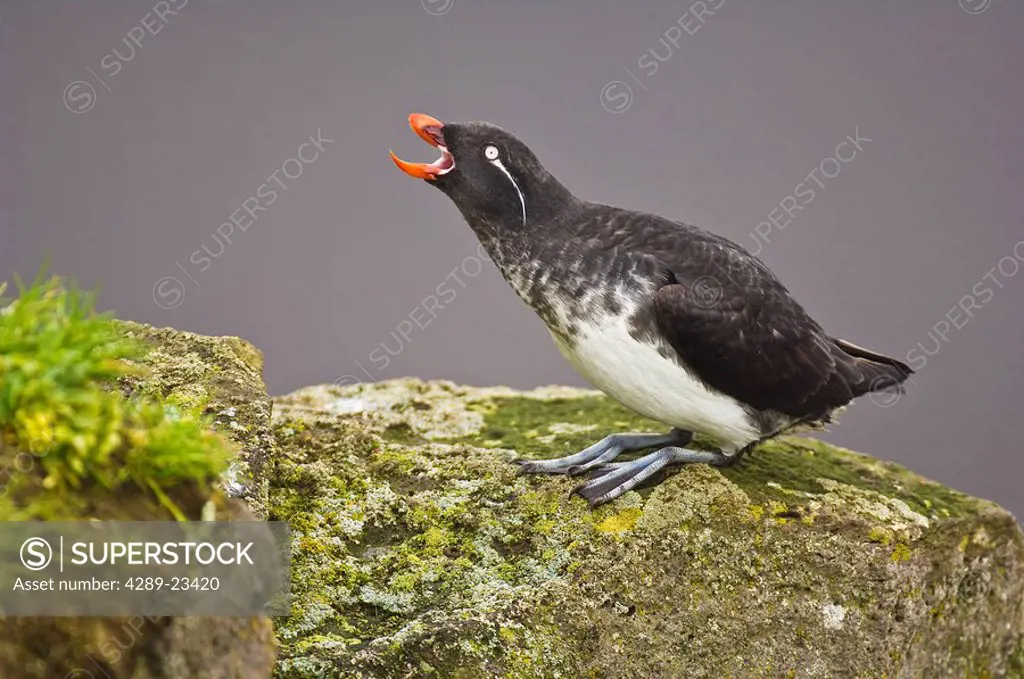 A Parakeet Auklet perched on lichen and moss covered rocks, St. George Island, Pribilof Islands, Southwest Alaska, Summer