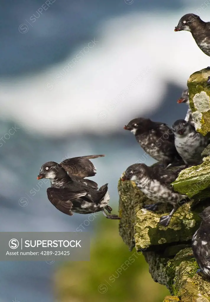 Group of Least Auklets perched on the rocky cliff, St. George, Pribilof Islands, Southwest Alaska