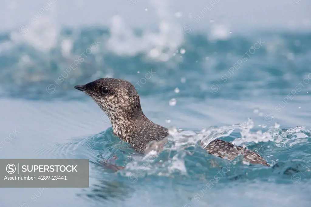 Kittlitz´s Murrelet swimming in Prince William Sound, Alaska, Southcentral, Summer, IUCN Critically Endangered