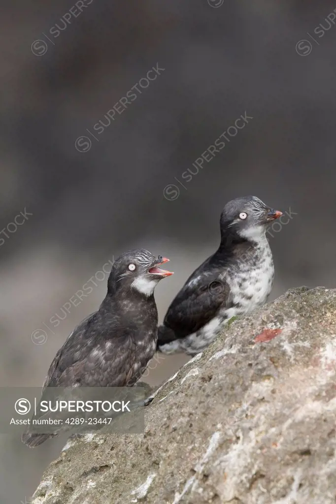 Pair of Least Auklets perched on a rock, Saint Paul Island, Pribilof Islands, Bering Sea, Southwest Alaska, Summer