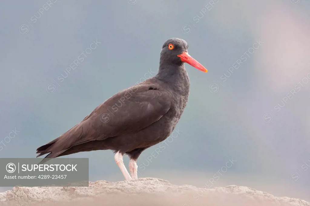 Close up view of Oyster Catcher in Geographic Harbor, Katmai National Park, Southwest Alaska, Summer