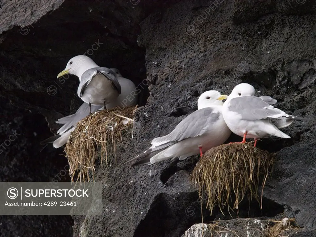 Close up view of Red_legged Kittiwakes in their nest, summer, St. Paul Island, Southwest Alaska