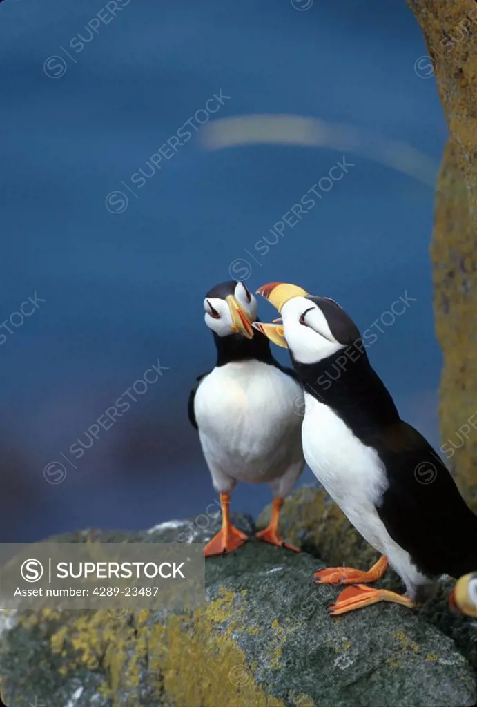 Horned Puffin perched on rock Round Island SW AK summer portrait