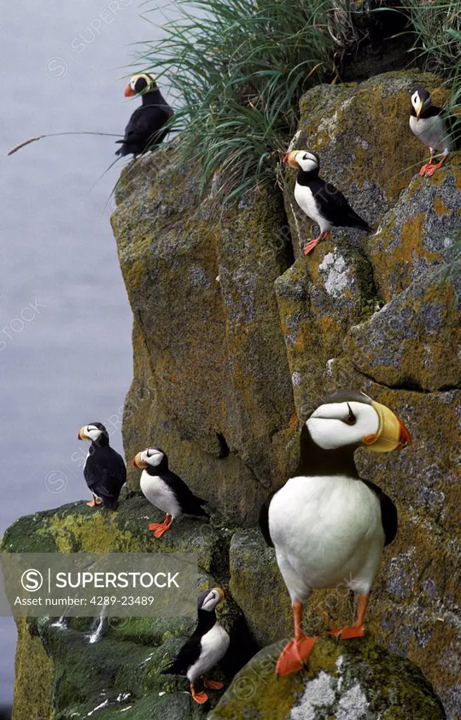 Tufted & Horned Puffin together on rocky cliff of Round Island Game Sanctuary Bering Sea Alaska Composite