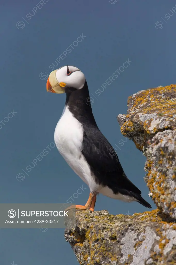 Horned Puffin perched on rock ledge with the blue Bering Sea in background, Saint Paul Island, Pribilof Islands, Bering Sea, Southwest Alaska