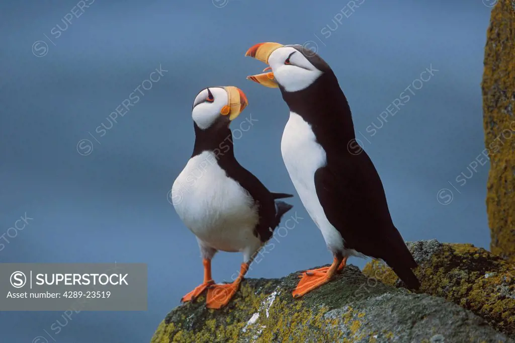 Horned Puffin pair on ledge with one calling in courtship display, Round Island, Walrus Islands State Game Sanctuary, Bristol Bay, Southwest Alaska