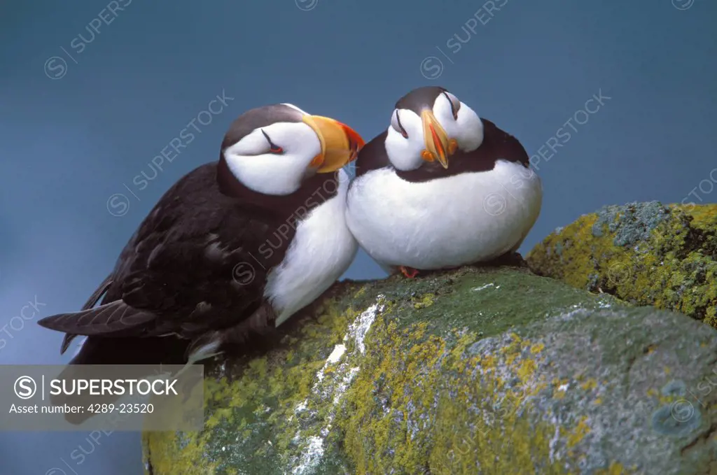 Horned Puffin pair perched on ledge, Round Island, Walrus Islands State Game Sanctuary, Bristol Bay, Southwest Alaska