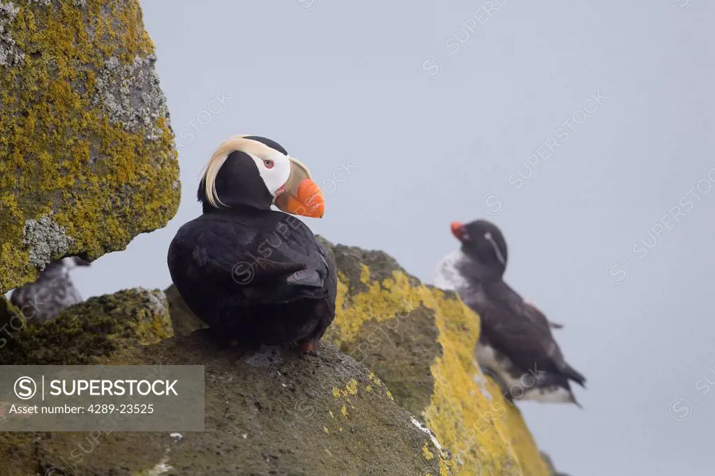 Tufted Puffin resting on rock ledge with a Parakeet Auklett in the background, Saint Paul Island, Pribilof Islands, Bering Sea, Southwest Alaska