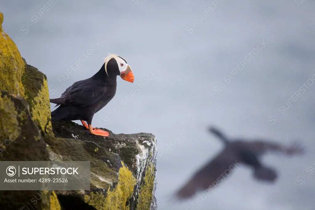 Tufted Puffin on cliff ledge with Red_faced Cormorant flying by, Saint Paul Island, Pribilof Islands, Bering Sea, Southwest Alaska