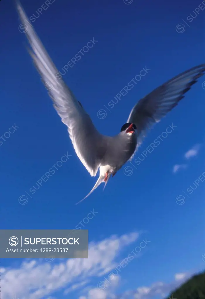 Arctic Tern in Flight Potter Marsh Game Sanctuary ANC AK Summer
