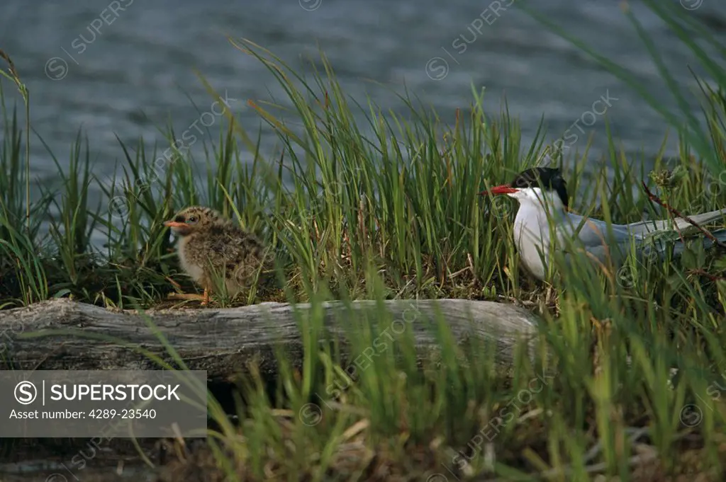 Adult Arctic Tern Sits on Log w/Chick Potter Marsh AK SC Spring