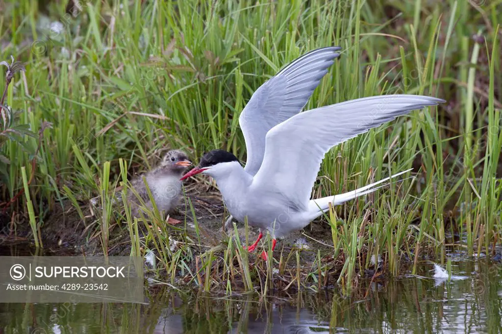 Arctic tern chick being fed by adult Tern at Potter Marsh, Anchorage, Southcentral Alaska, Spring