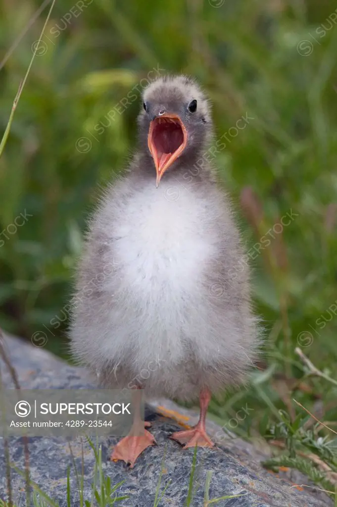 Newborn Arctic Tern chick with mouth wide open and waiting to be fed at Potter Marsh near Anchorage, Alaska