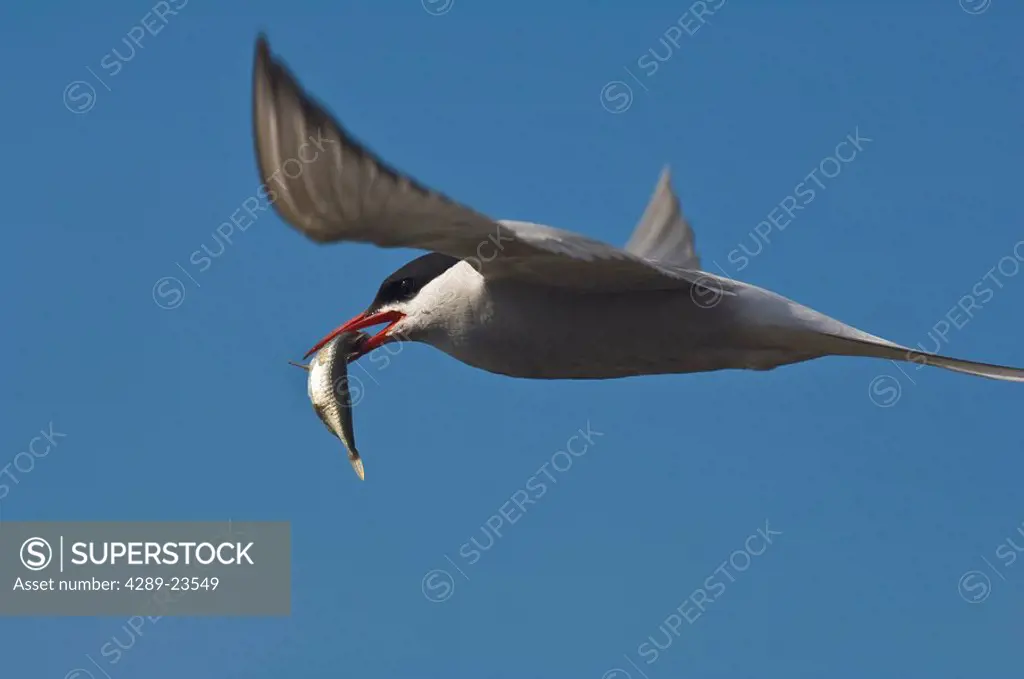 Arctic Tern carrying a small fish, flying over Potter´s Marsh, Anchorage, Southcentral Alaska, Summer