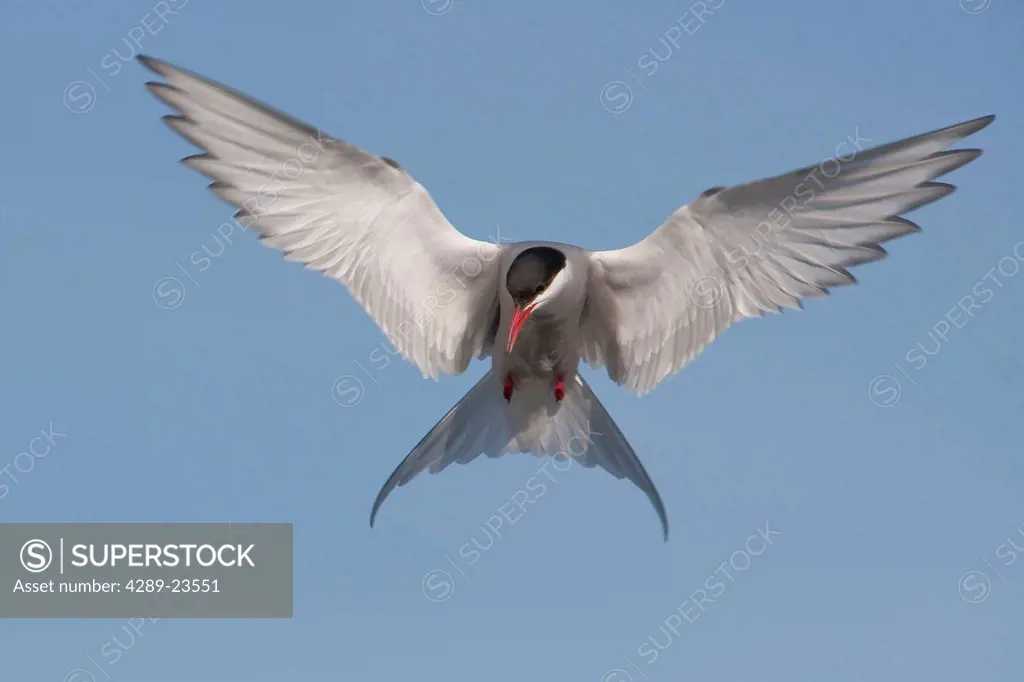 An Arctic Tern hovers over Potter Marsh in search of fish, Anchorage, Southcentral Alaska, Summer