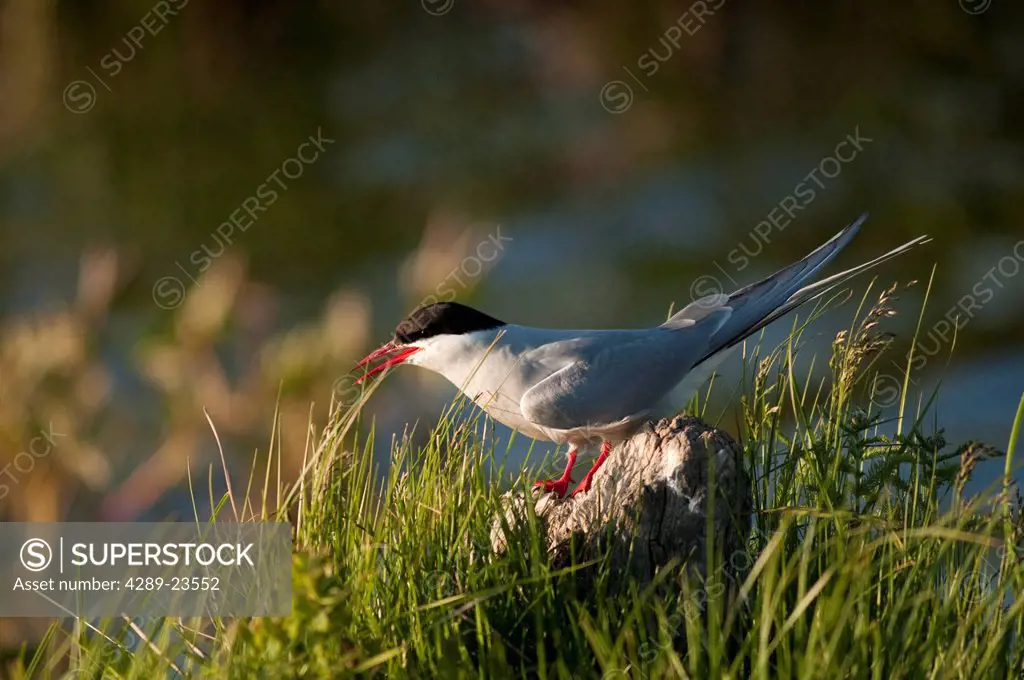 An Arctic tern stands on a rock at Potter Marsh in the Anchorage Coastal Wildlife Refuge, near Anchorage, Southcentral Alaska, Summer/n