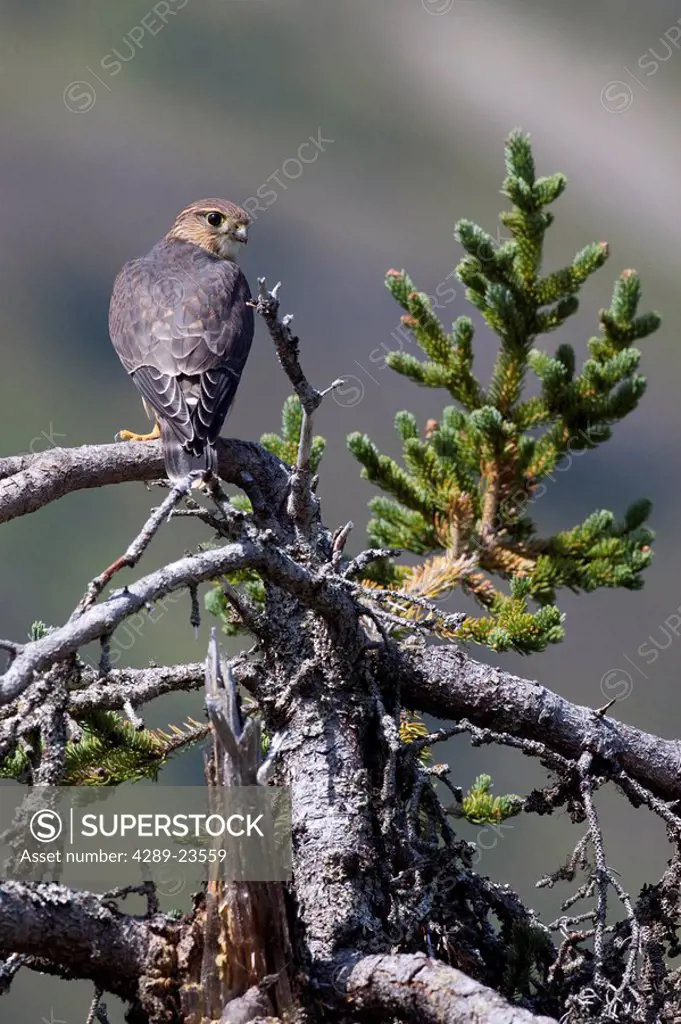 Pigeon Hawk Merlin sits on a tree branch in the Turnagain Pass area, Kenai Peninsula, Southcentral Alaska