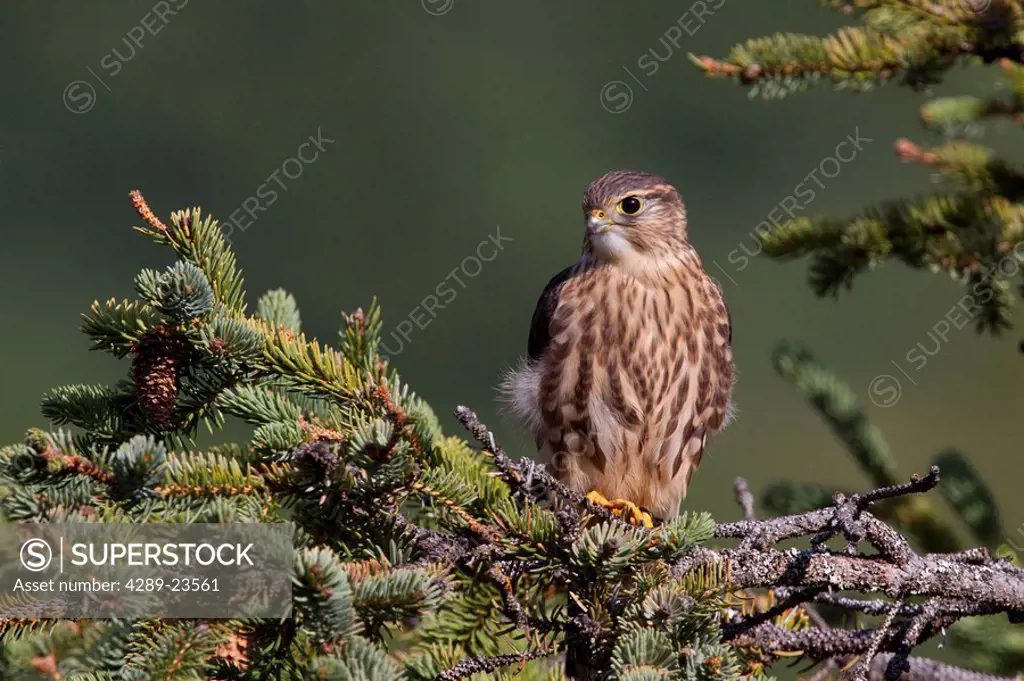 An immature Pigeon Hawk Merlin sits on a tree branch in the Turnagain Pass area, Kenai Peninsula, Southcentral Alaska