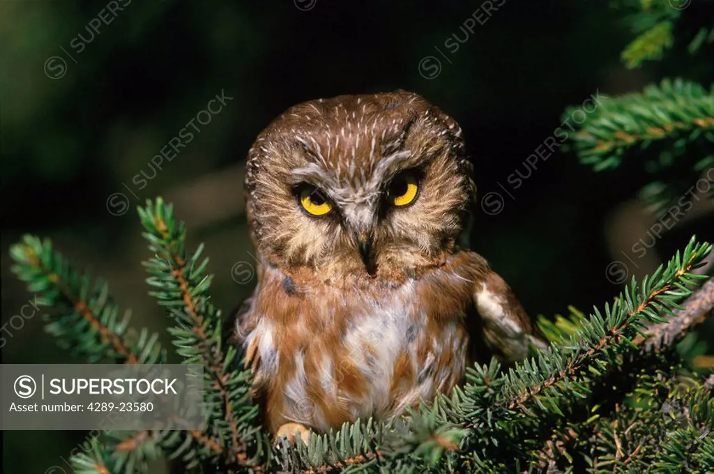 Saw_whet owl in spruce Tree Alaska