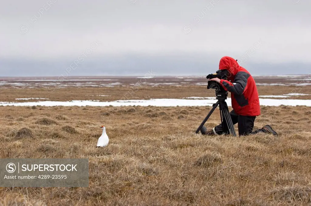 Videographer photographing Rock Ptarmigan in winter plumage Area 1002 Arctic National Wildlife Refuge AK