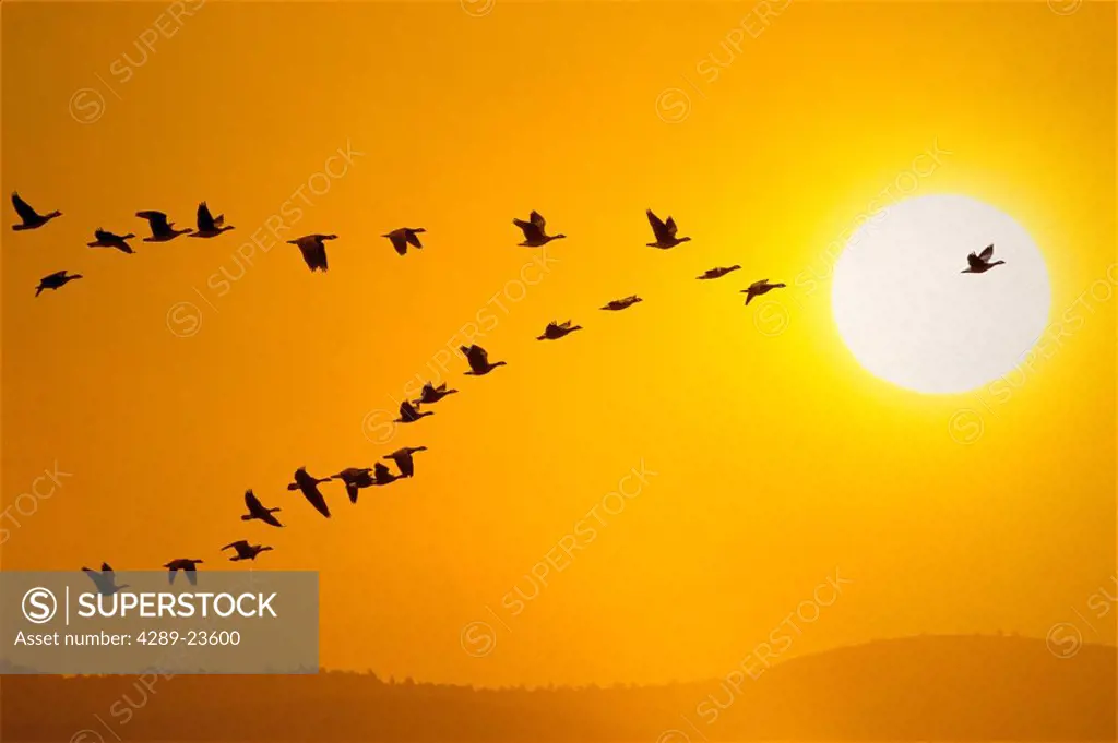 Canadian geese migration in sunset