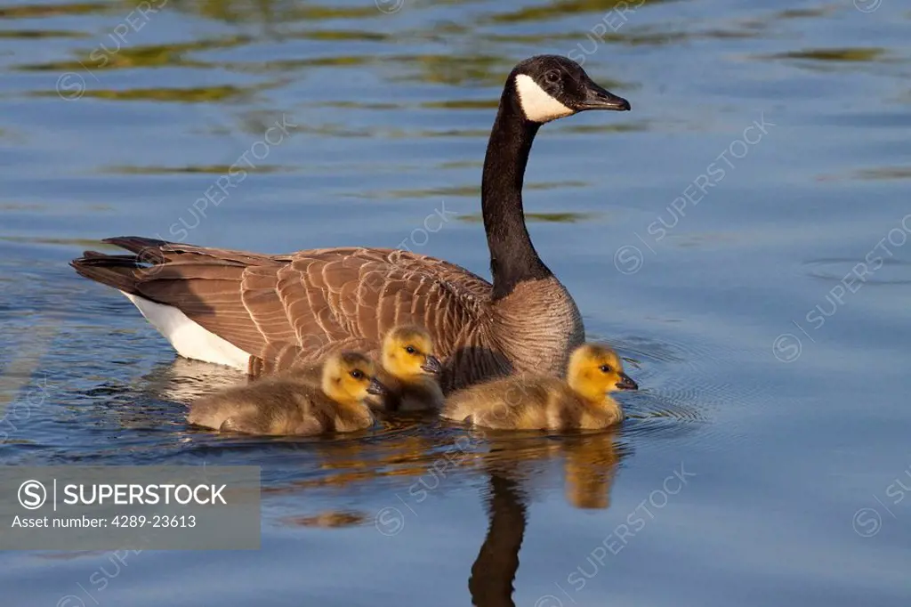 Adult Canadian Goose swimming with three newborn gosling chicks in Potter Marsh, Anchorage, Southcentral Alaska, Spring