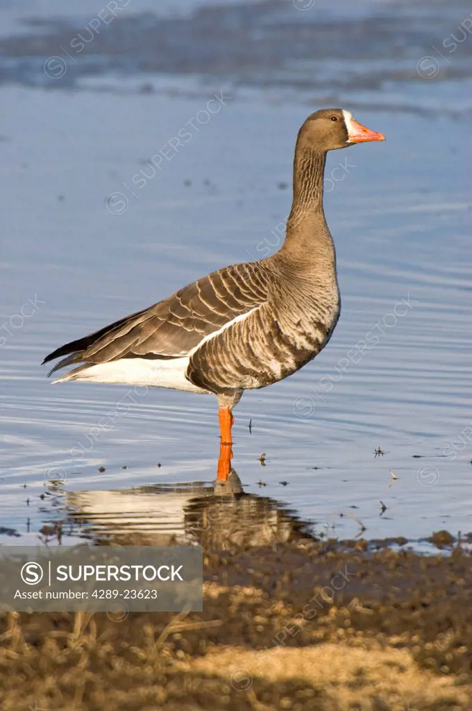 White_fronted Goose stands in water at Creamer´s Field Migratory Waterfowl Refuge, Fairbanks, Interior Alaska, Spring