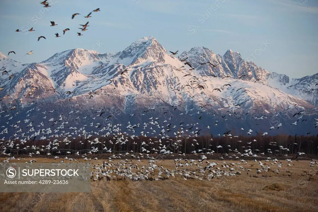 A large flock of Snow geese take off from a field near Springer Loop Road in Palmer, Alaska with Pioneer Peak in the background