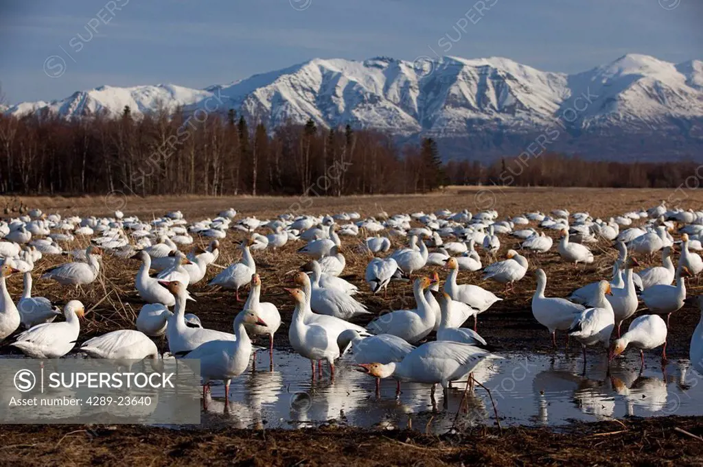 Flock of Snow Geese drinking from a pond in the Matanuska Valley during their Spring migration to their nesting grounds, Matanuska Valley, Alaska
