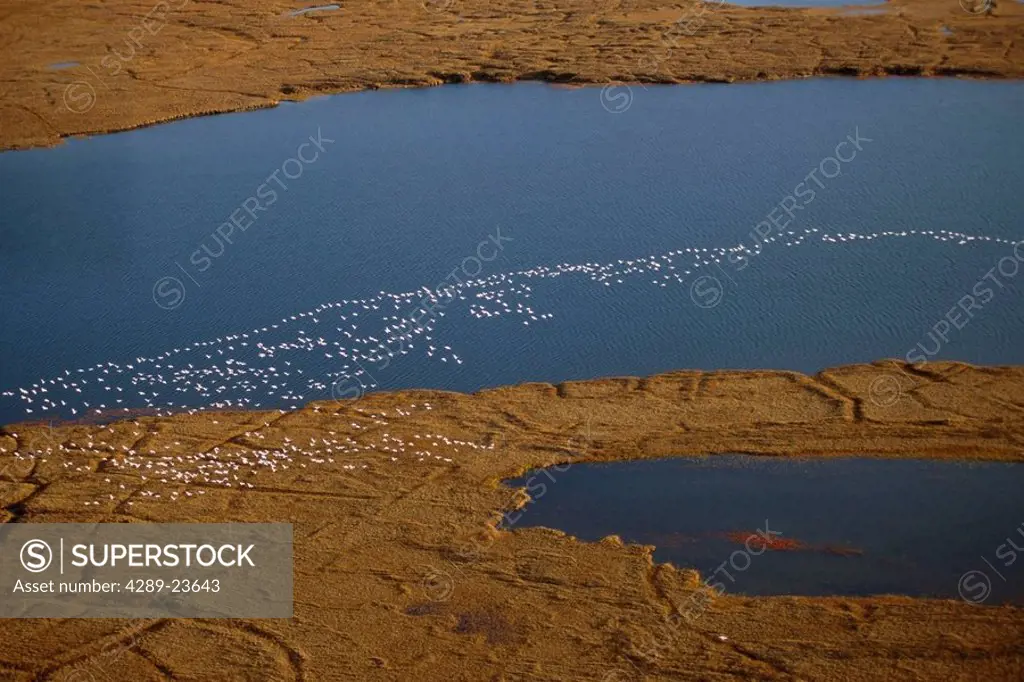 Aerial of migrating Snow Geese above tundra & lake Arctic National Wildlife Refuge Alaska Autumn