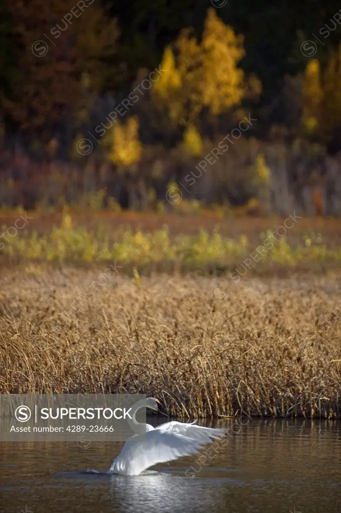 Trumpeter Swan on Potter Marsh with Fall foliage in the background, Southcentral Alaska