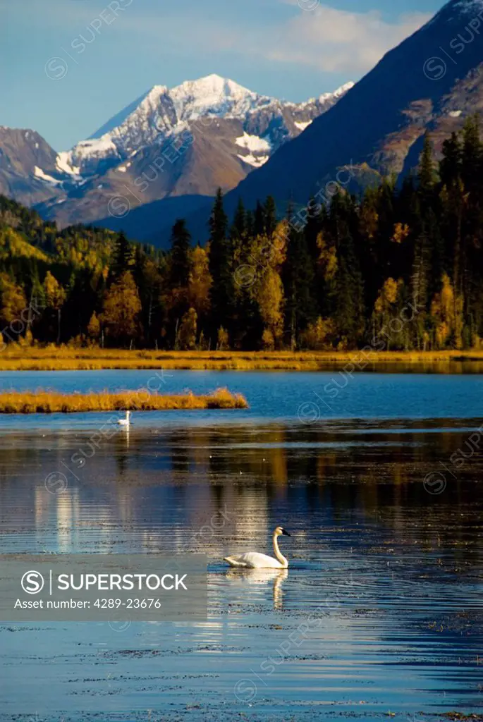 Trumpeter Swans on Tern Lake in Autumn, Kenai Peninsula, Alaska