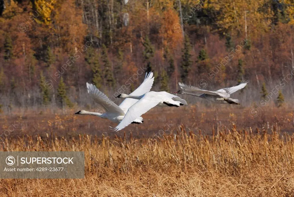 Three Trumpeter Swans taking off from Potter Marsh in Anchorage, Alaska Southcentral, Fall