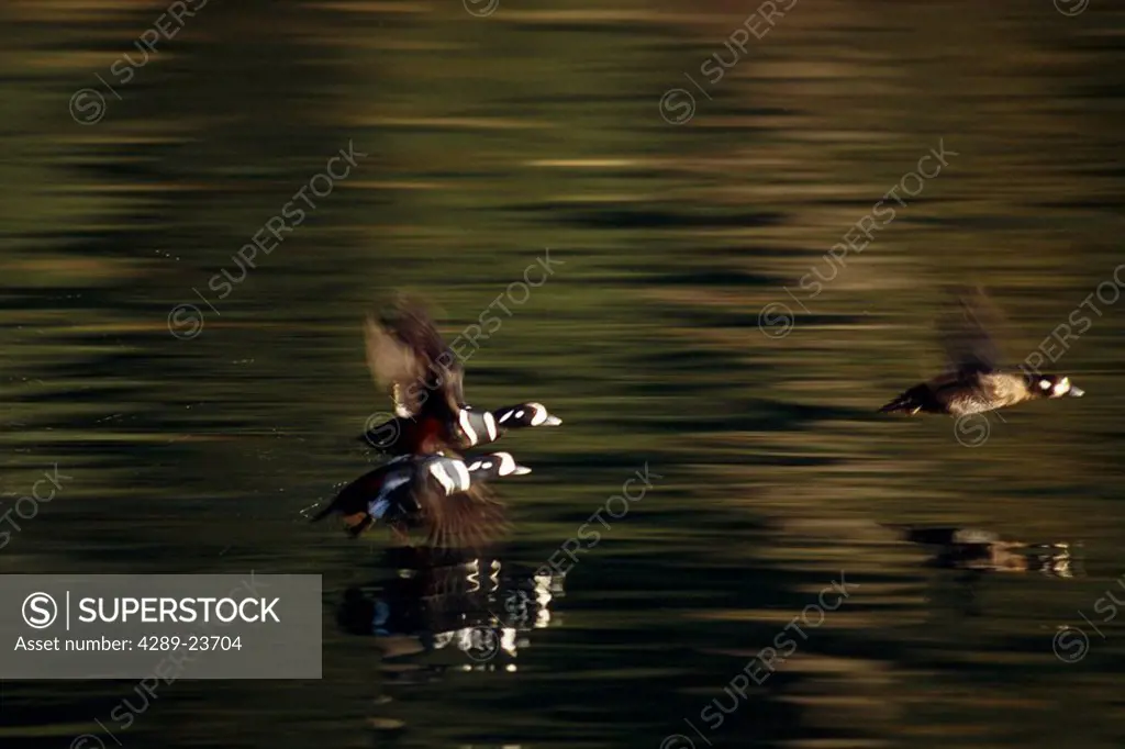 Harlequin Ducks Skim Across Water on Take Off Blurred AK SW Afognak Is Kodiak Archipelago